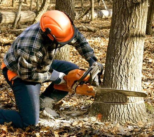 Tree Removal in West Augusta, VA